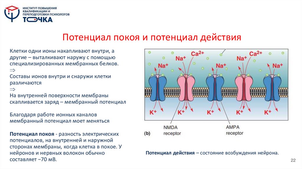 Потенциал покоя и потенциал действия