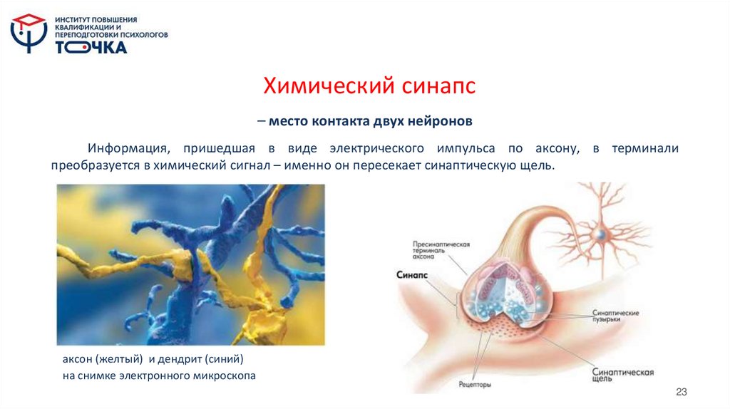 Химический синапс