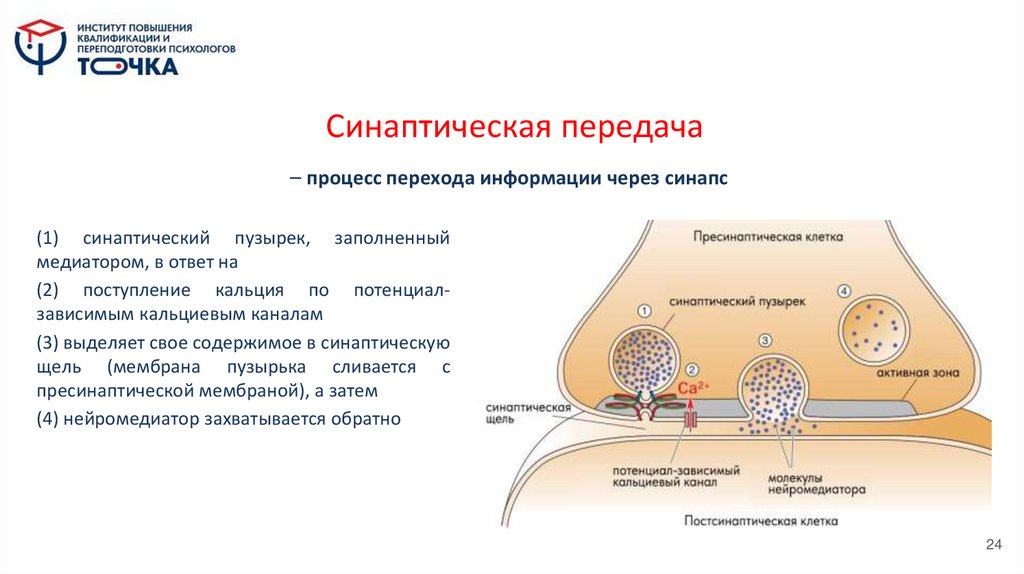 Синаптическая передача