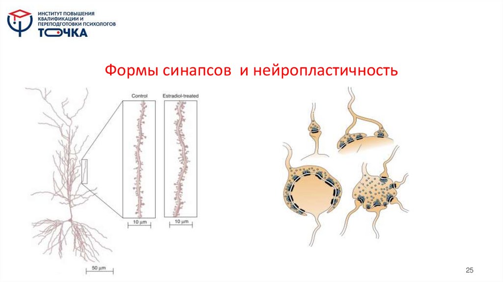Формы синапсов и нейропластичность