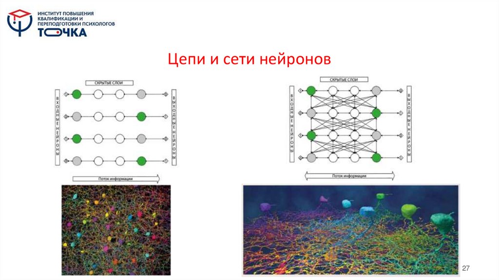 Цепи и сети нейронов