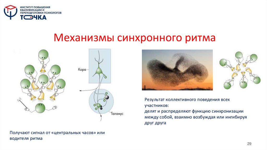 Механизмы синхронного ритма
