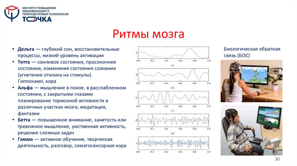 Ритмы мозга