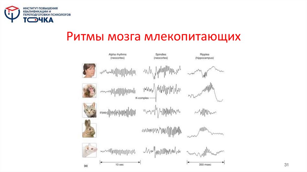 Ритмы мозга млекопитающих