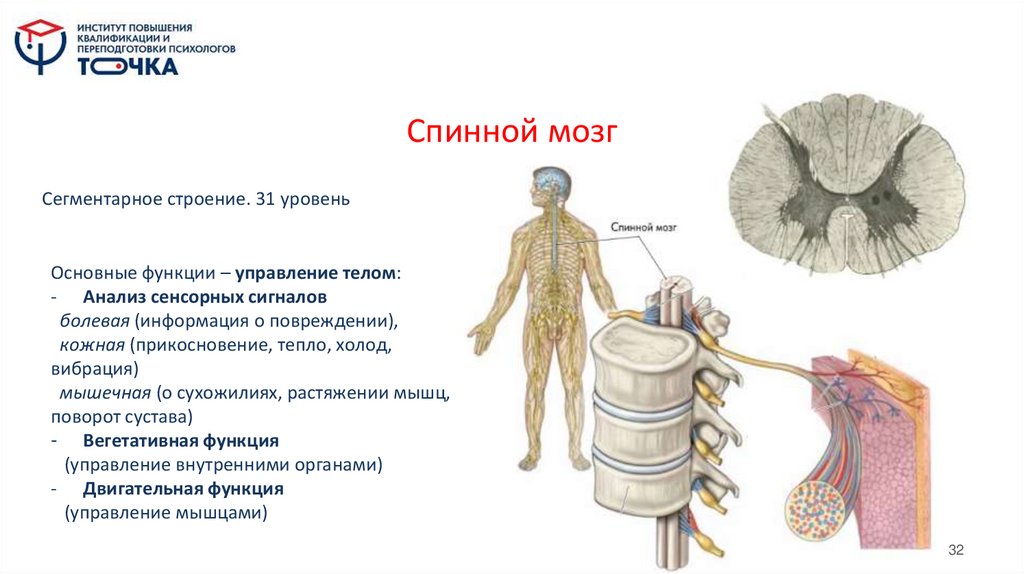 Спинной мозг