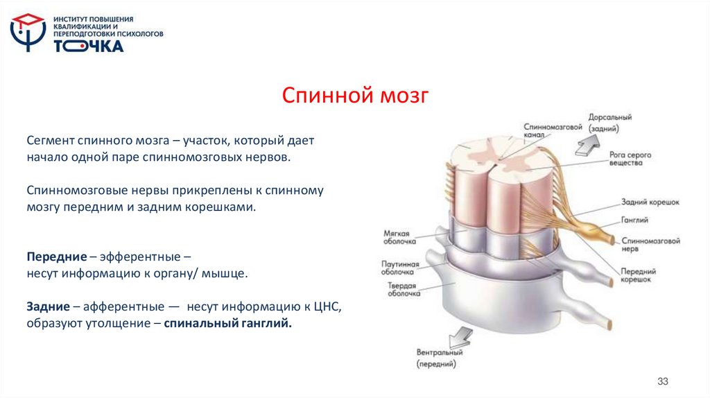 Спинной мозг