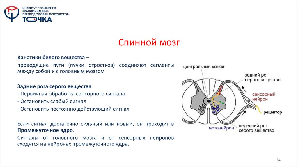 Спинной мозг