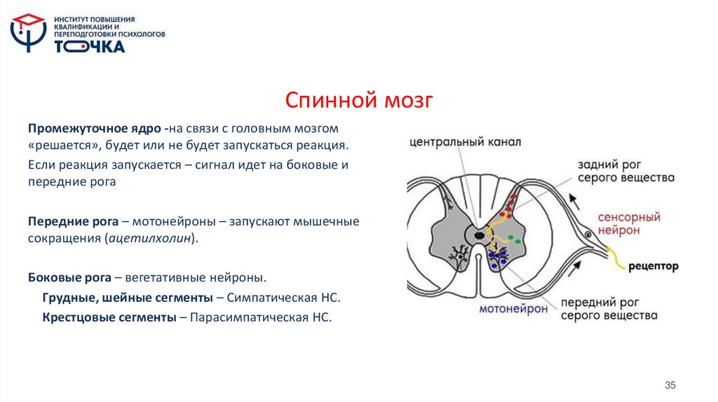 Спинной мозг