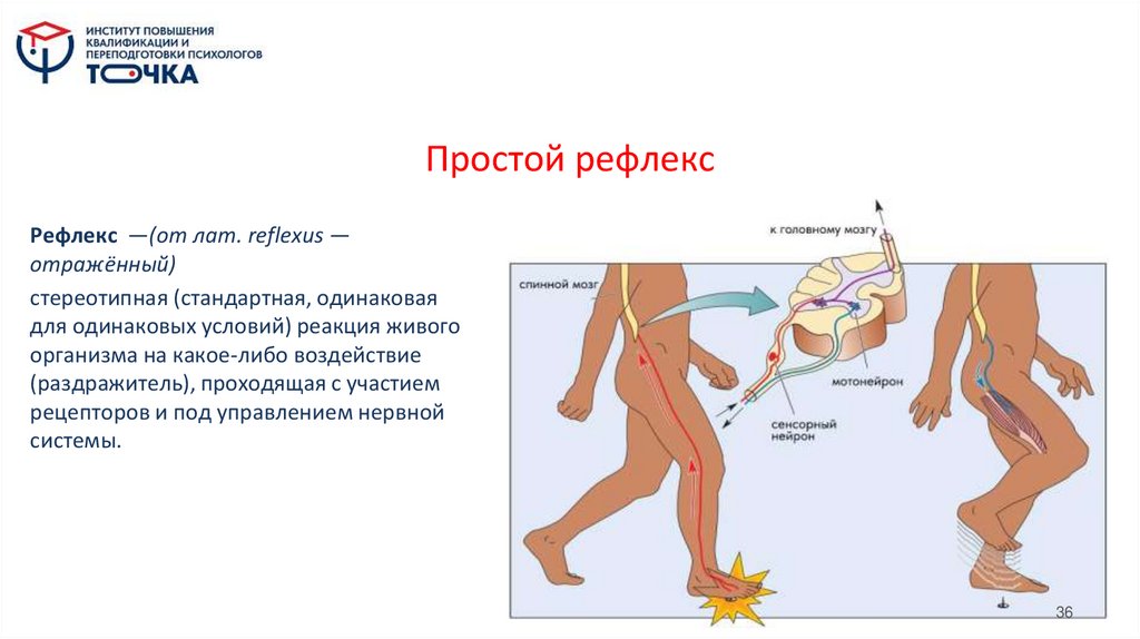 Простой рефлекс