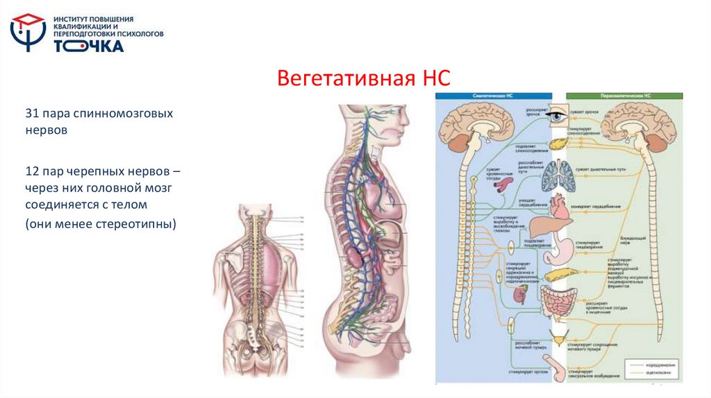 Вегетативная НС