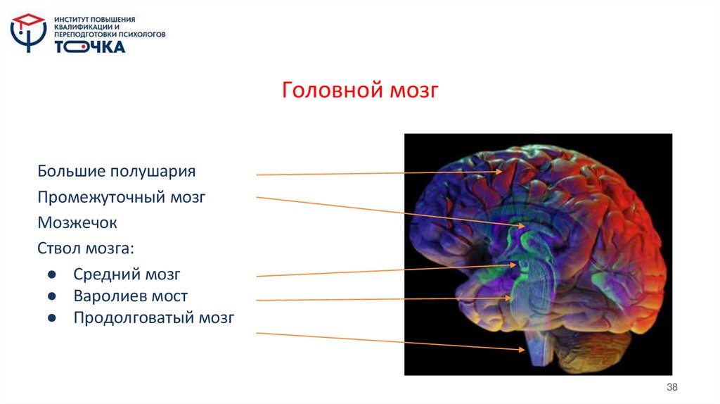 Головной мозг