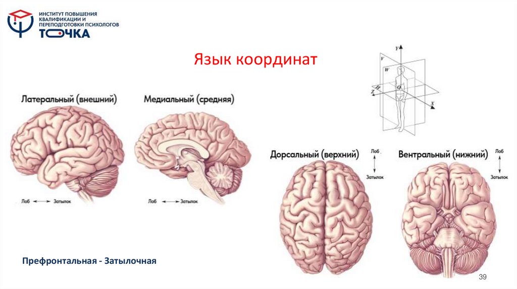 Язык координат