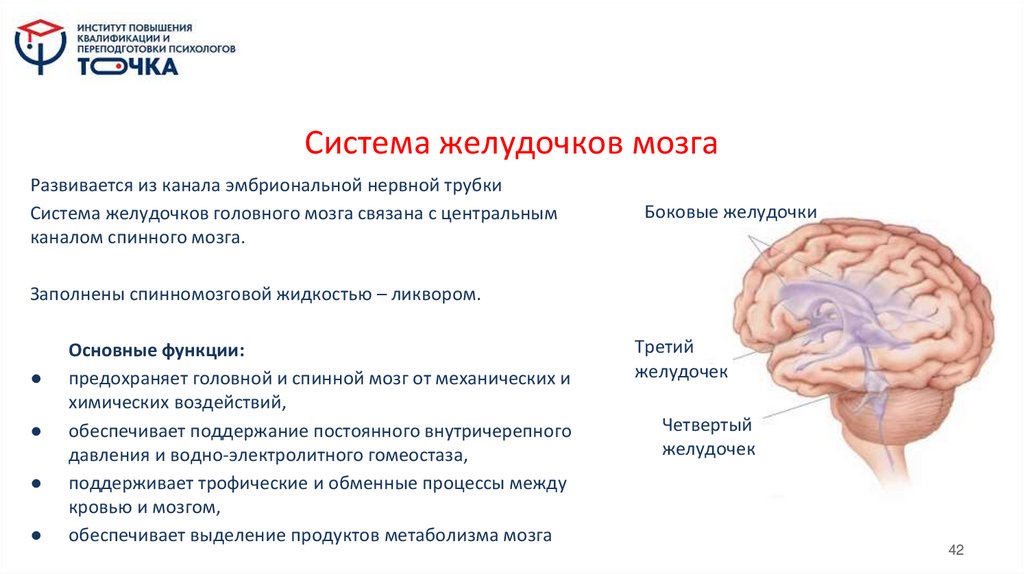 Система желудочков мозга