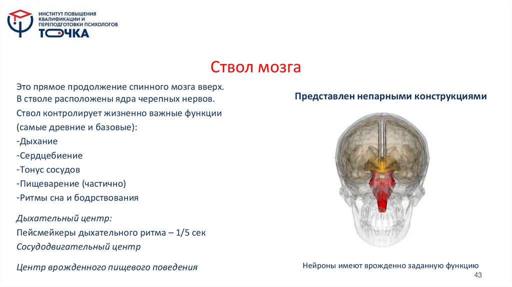 Ствол мозга
