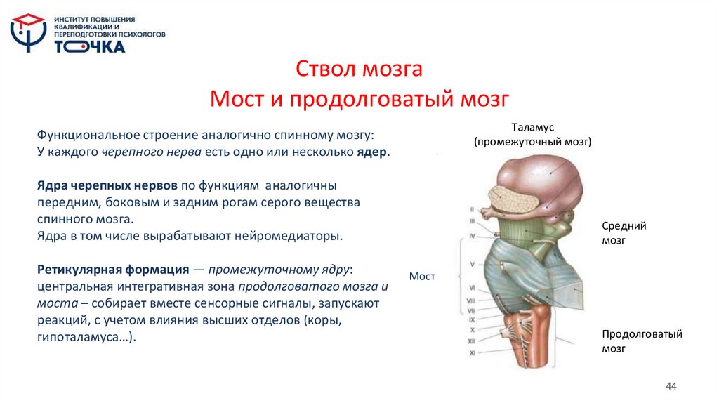 Ствол мозга Мост и продолговатый мозг