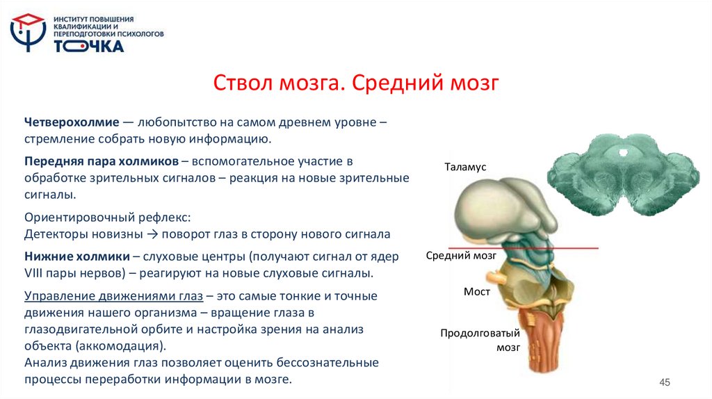 Ствол мозга. Средний мозг