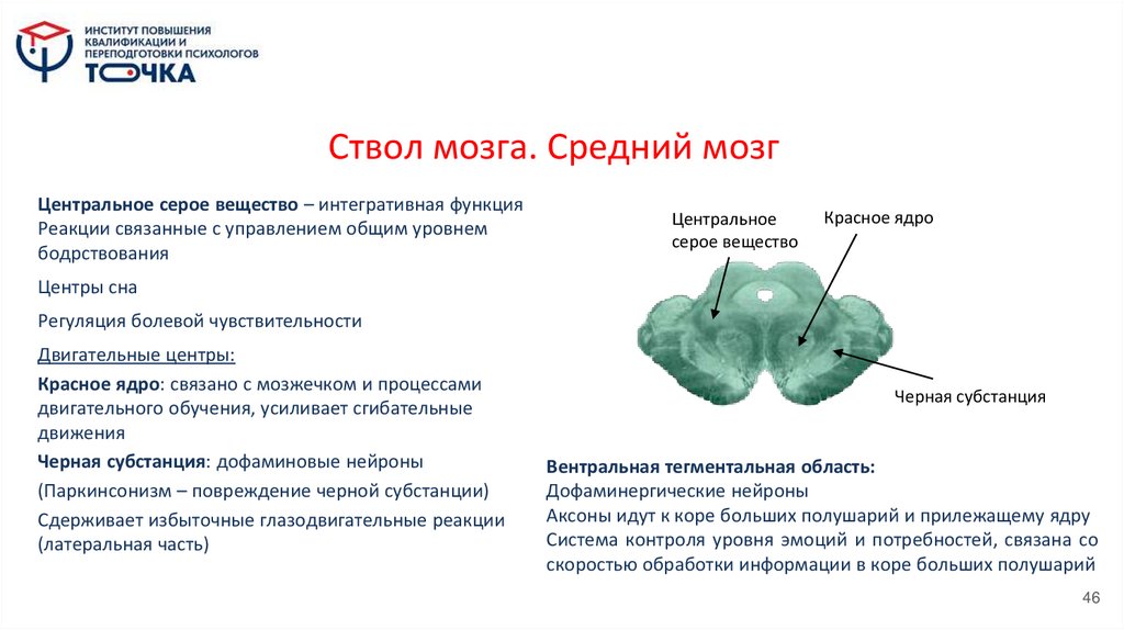 Ствол мозга. Средний мозг