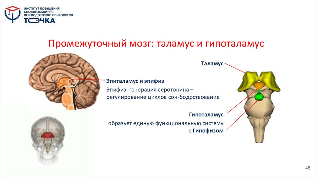 Промежуточный мозг: таламус и гипоталамус