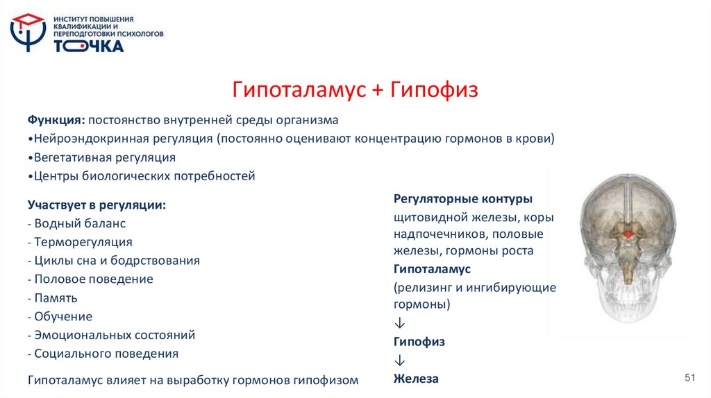 Гипоталамус + Гипофиз