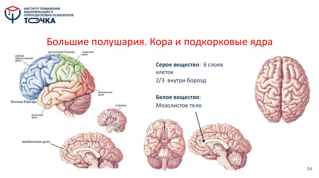 Большие полушария. Кора и подкорковые ядра