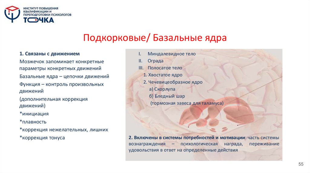 Подкорковые/ Базальные ядра