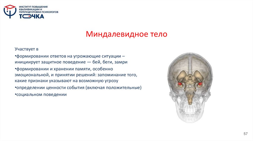 Миндалевидное тело