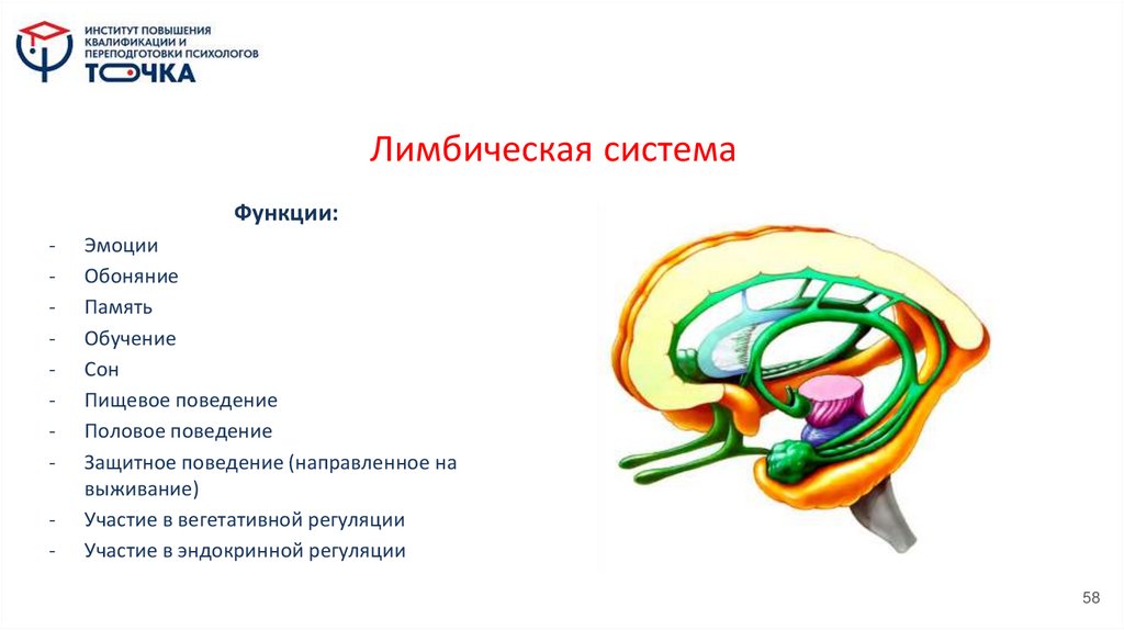 Лимбическая система