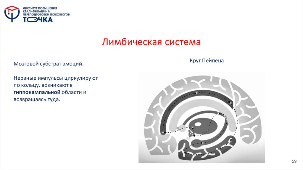 Лимбическая система