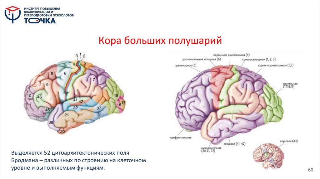 Кора больших полушарий