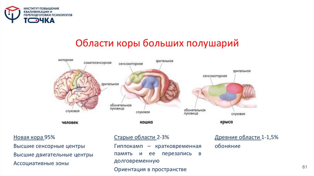 Области коры больших полушарий