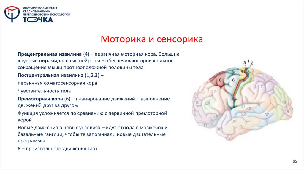 Моторика и сенсорика