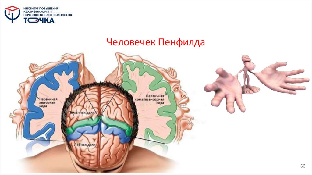 Человечек Пенфилда