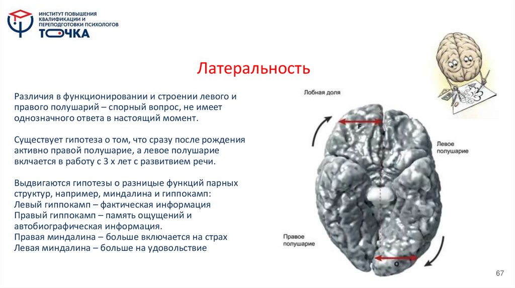 Латеральность