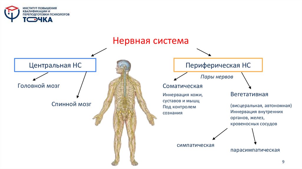 Нервная система