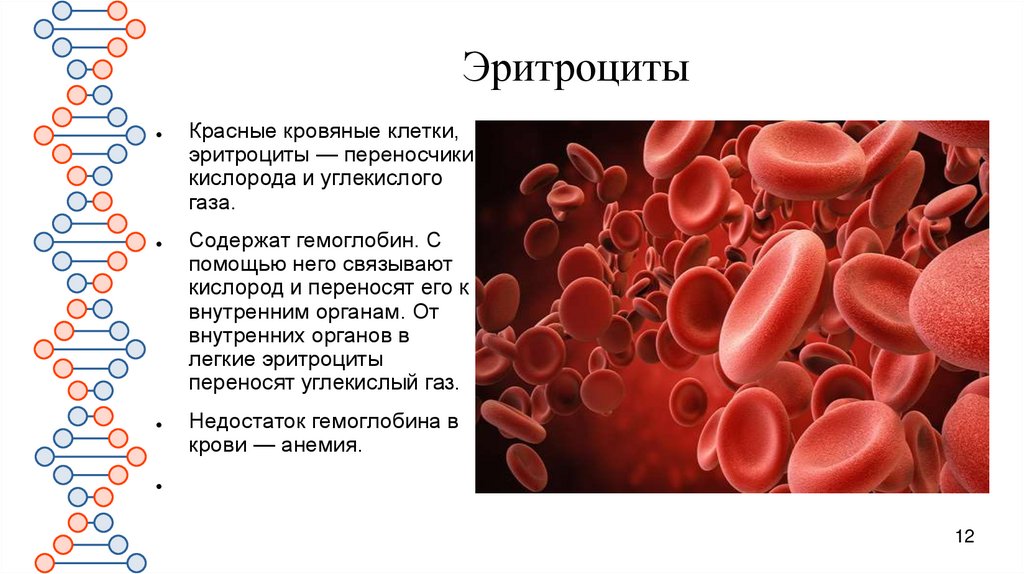 Эритроциты