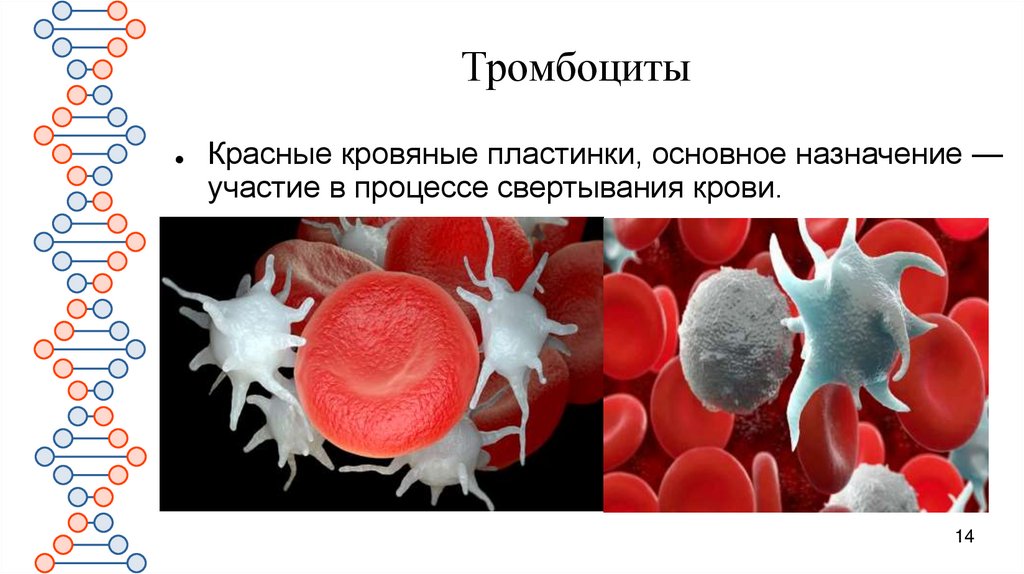 Тромбоциты