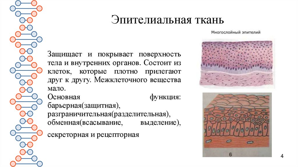 Эпителиальная ткань