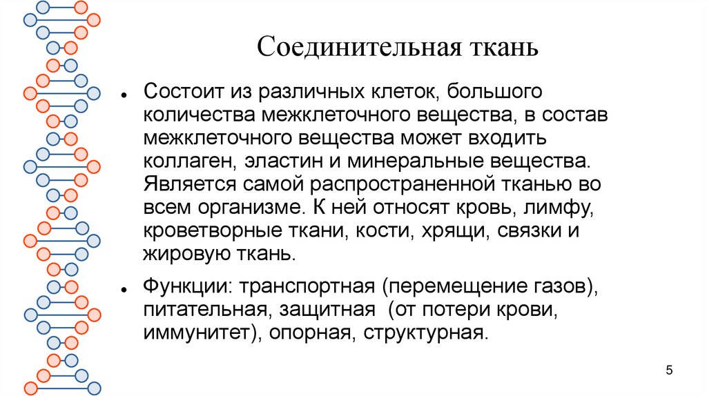 Соединительная ткань