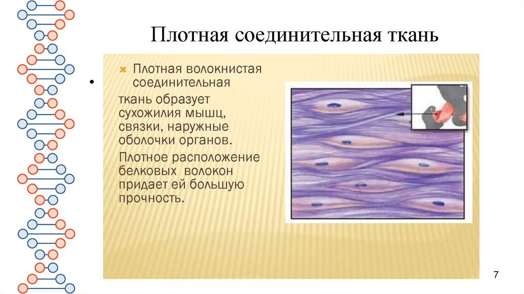 Плотная соединительная ткань