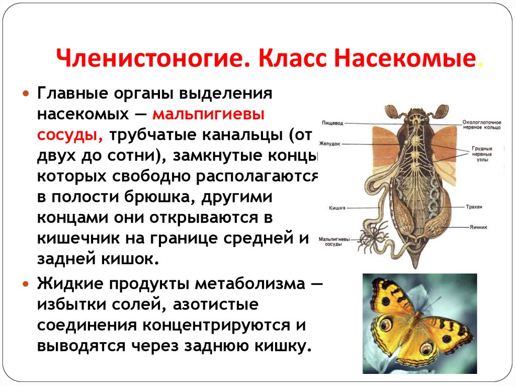 Членистоногие. Класс Насекомые.