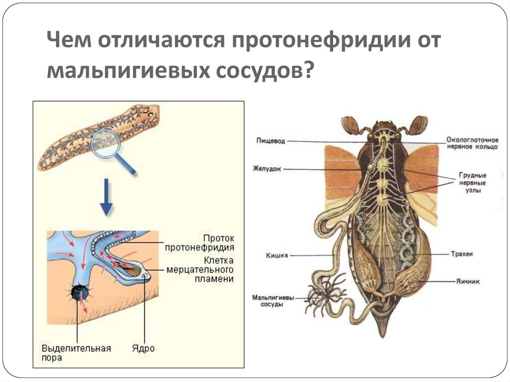 Чем отличаются протонефридии от мальпигиевых сосудов?