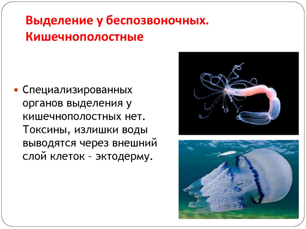 Выделение у беспозвоночных. Кишечнополостные