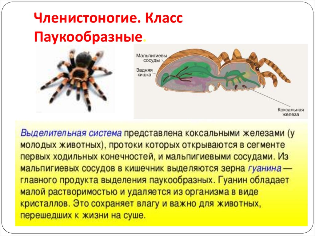 Членистоногие. Класс Паукообразные.