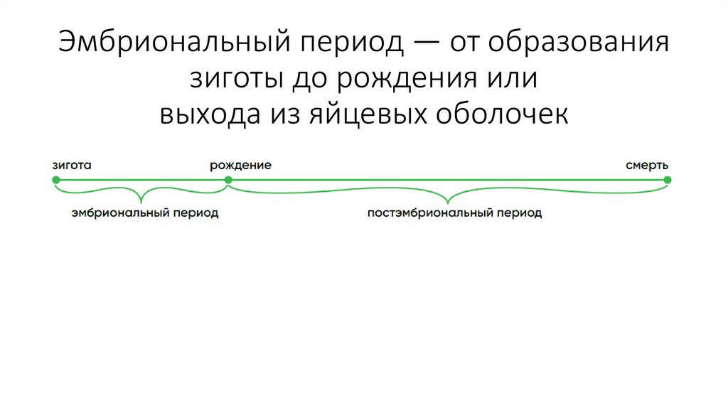 Эмбриональный период — от образования зиготы до рождения или выхода из яйцевых оболочек
