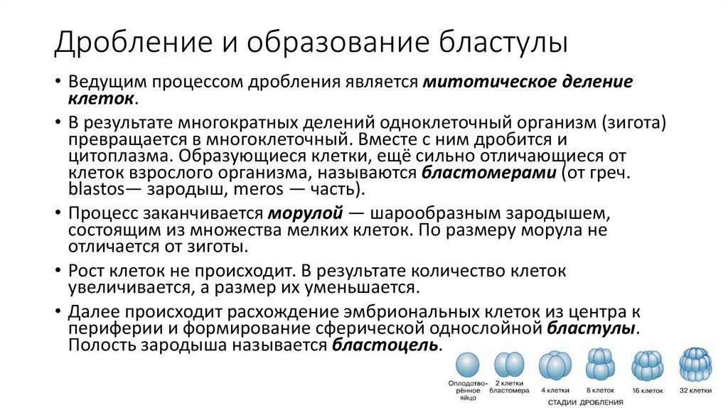 Дробление и образование бластулы