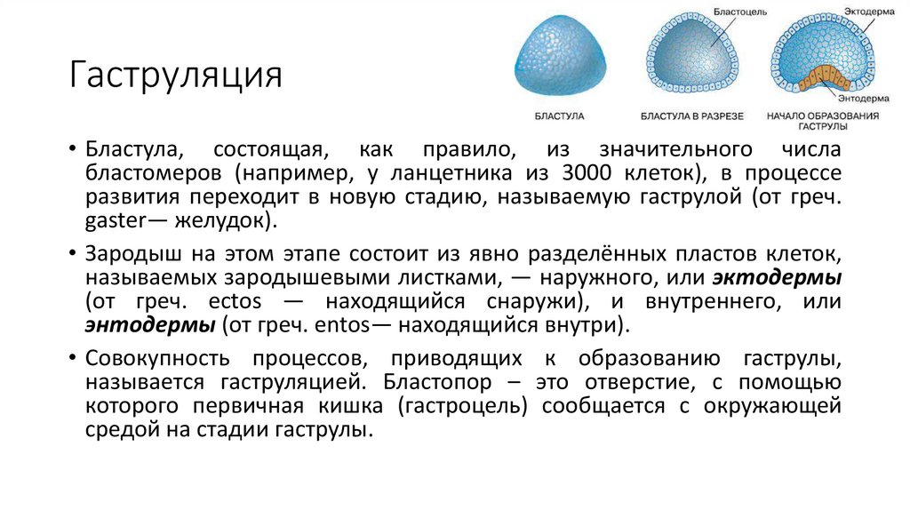 Гаструляция