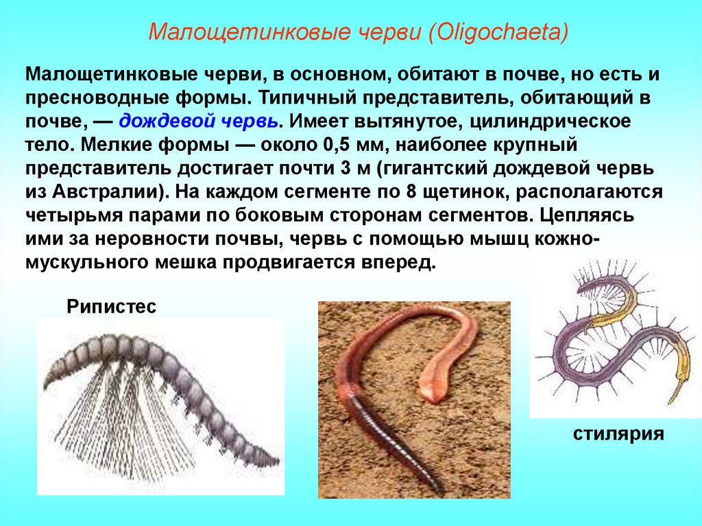 Класс Малощетинковые черви, или Олигохета