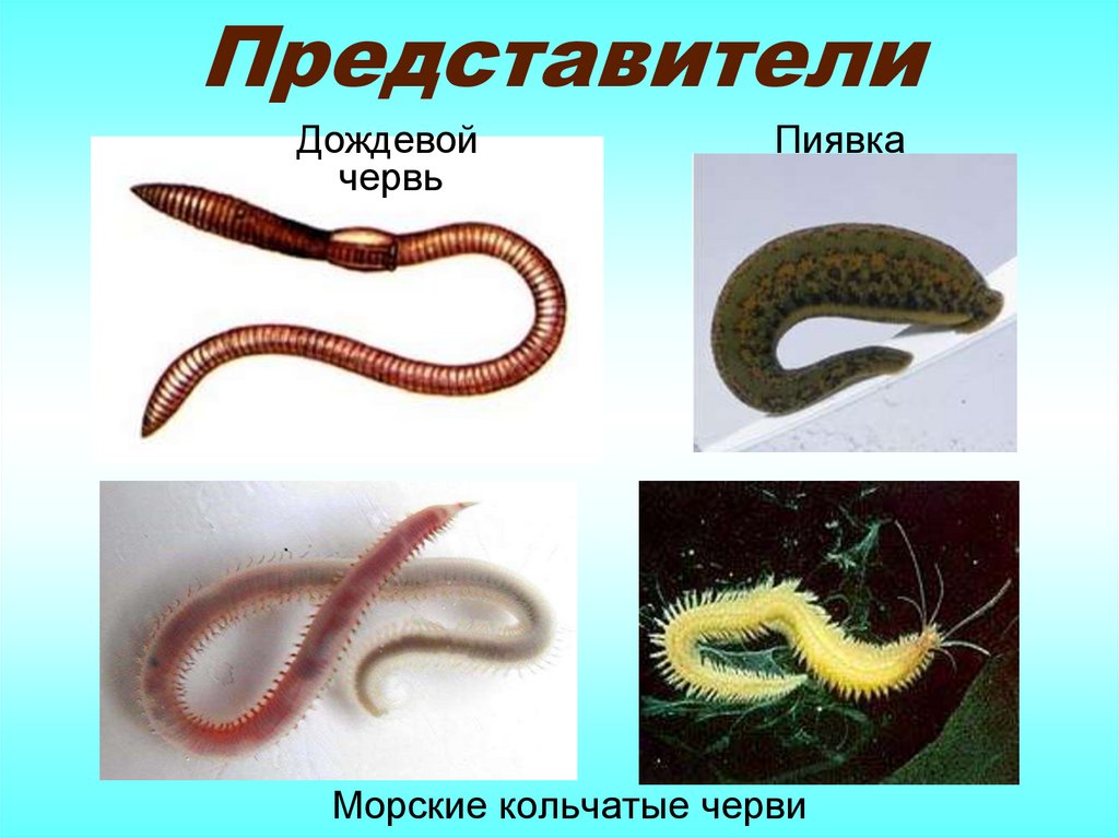 Представители