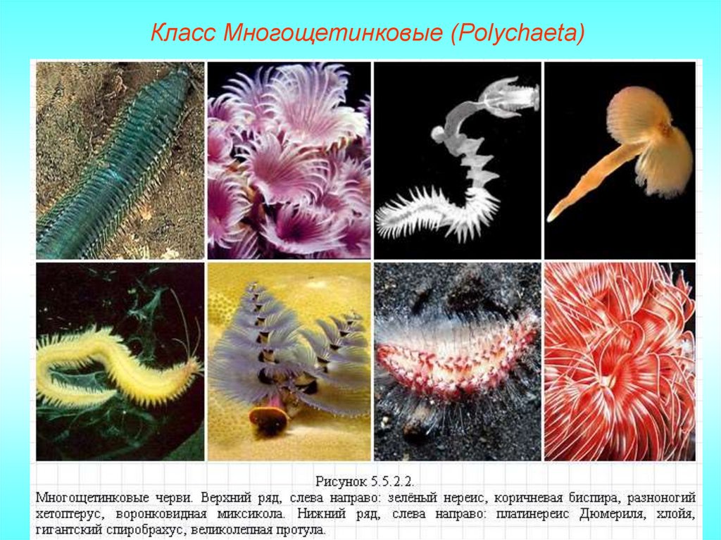 Многощетинковые кольчецы Нереис пескожил