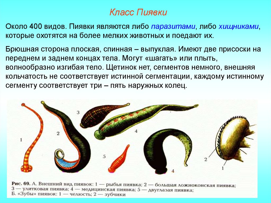 Класс Пиявки